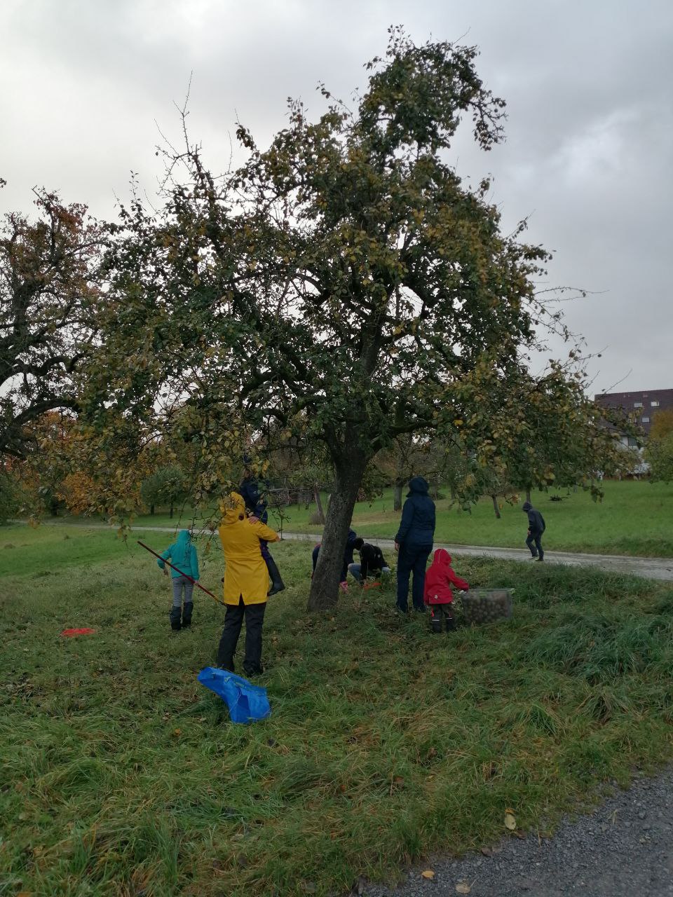 Apfelernte bei Regen