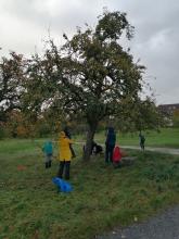 Apfelernte bei Regen