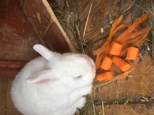 Hier freut sich jemand nicht nur über die Karotte, sondern auch über die Schale gesnackt 😋