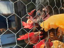 Alle wollen die gerettete Melone probieren!