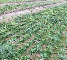 und Ackersalat im Freiland