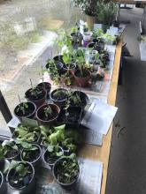 kleine Gemüsepflänzchenm