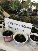 Sommerblumen, Zimmerpflanzen, 