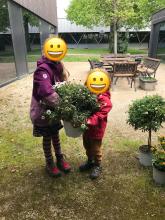 aber auch gerettete Margeriten waren dabei.