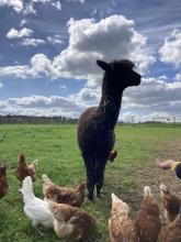 Und dann noch ein Besuch bei den Alpakas 😍