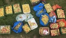 Auf dem Foto sieht man das Ergebnis: Viele tolle Äpfel, die wir jetzt zum Großteil verarbeiten dürfen! 🤩