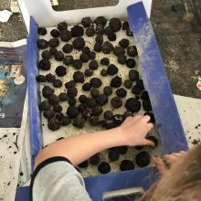 Über 100 Samenkugeln! 🐝