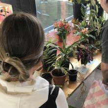 Pflänzchen, Pflänzchen &