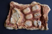 Drachen Fossil Klasse 5